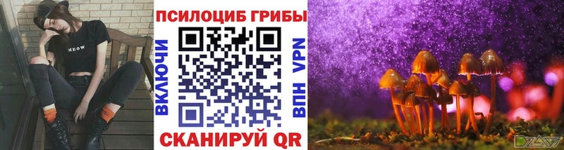 дарнет шоп  Каменногорск  Псилоцибиновые грибы Magic Shrooms 